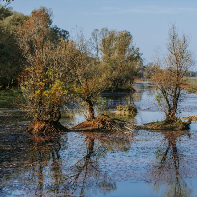 Park prirode Lonjsko polje
