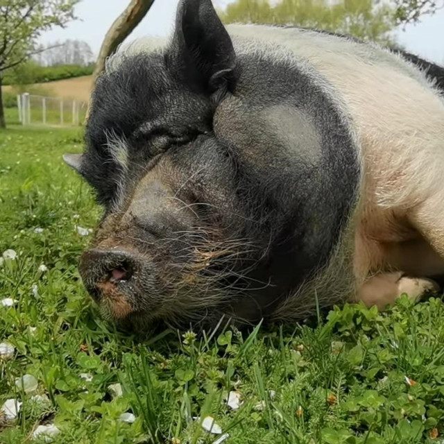 Svinja Matilda, Ilustracija