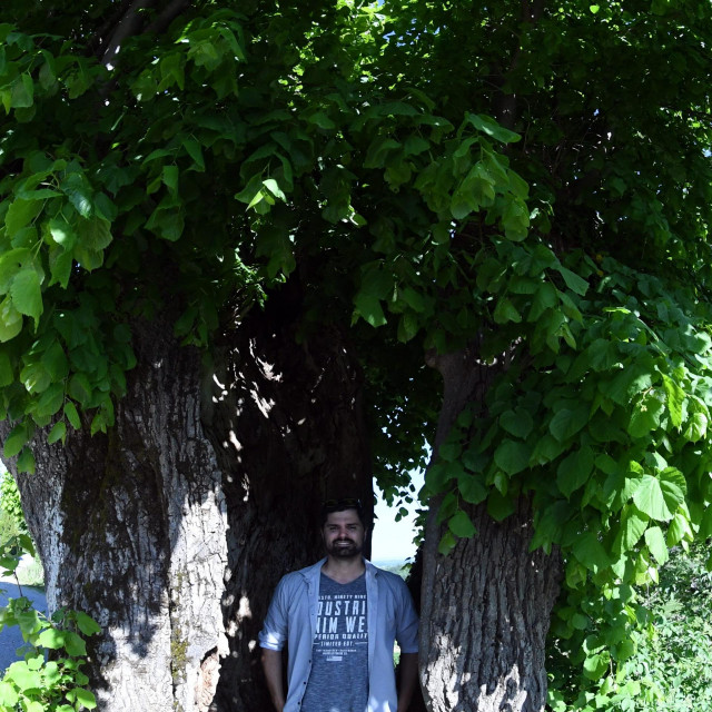 Marijo Spajić uz lipu koja će biti klonirana