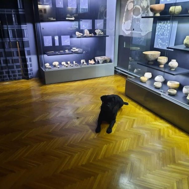 Pas u Arheološkom odjelu