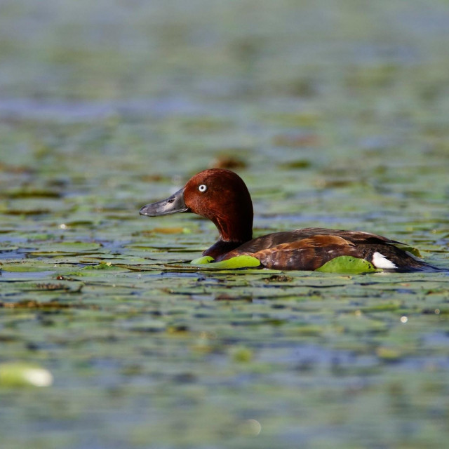 Prizor iz Kopačkog rita