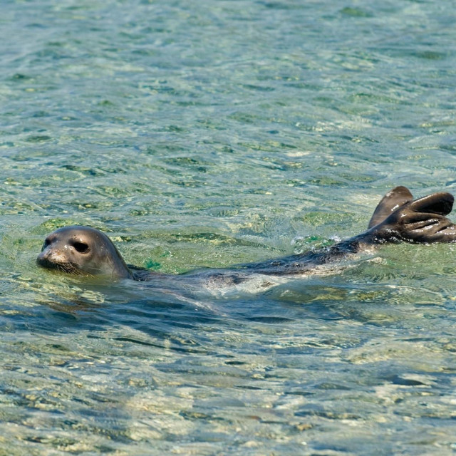 Sredozemna medvjedica