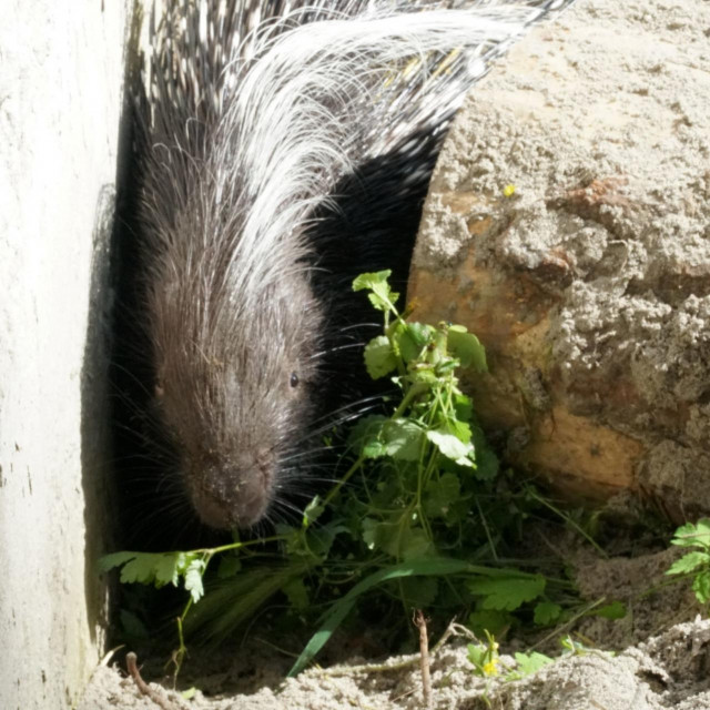 Dikobraz 