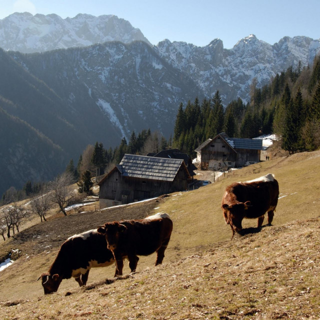 Eko farma u Sloveniji, ilustracija