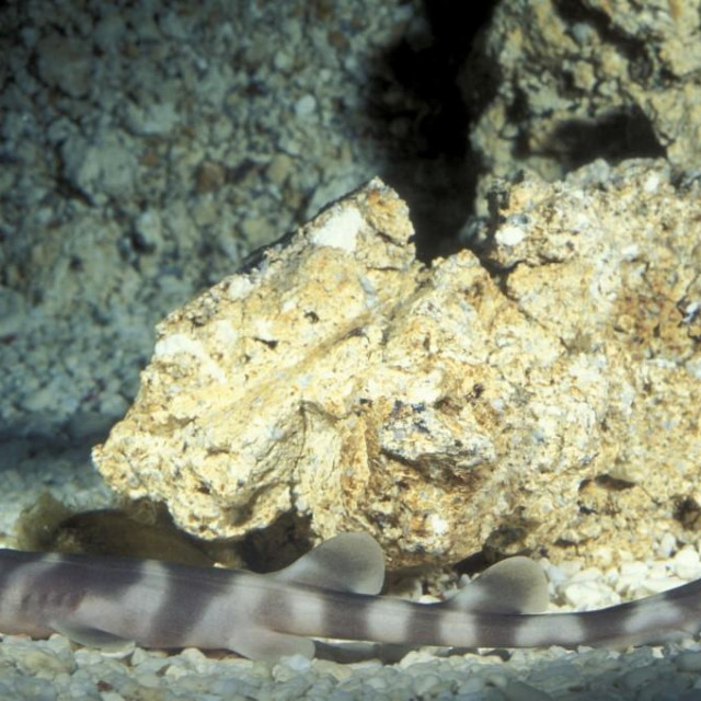 Sivi bamboo shark