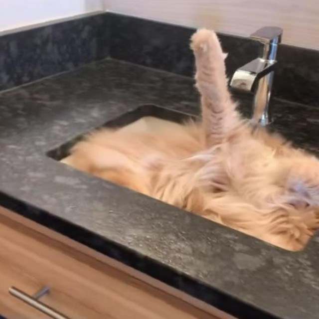 Fisher The Maine Coon