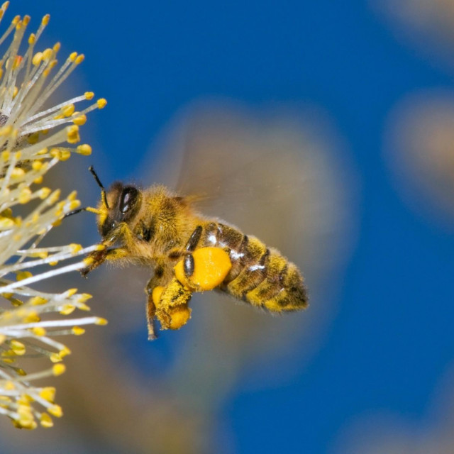 Pčela u letu