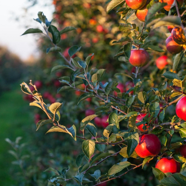 Voćnjak s jabukama u središnjoj Poljskoj