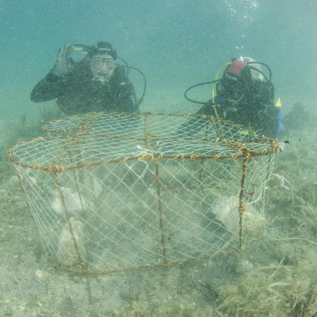 Živa periska otkrivena je kod Lastova