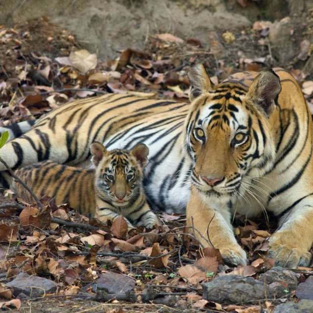 Bengalski tigar