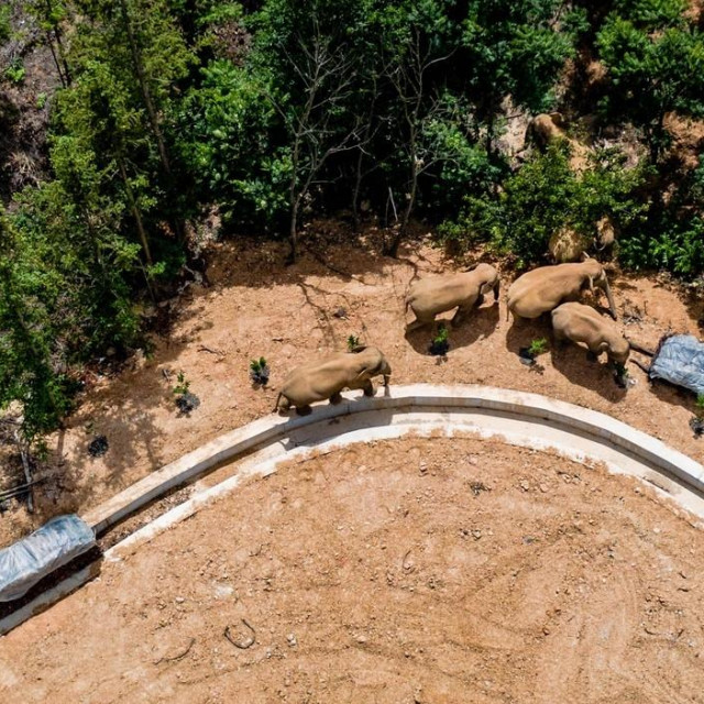 Krdo slonova koje napreduje prema Kunmingu