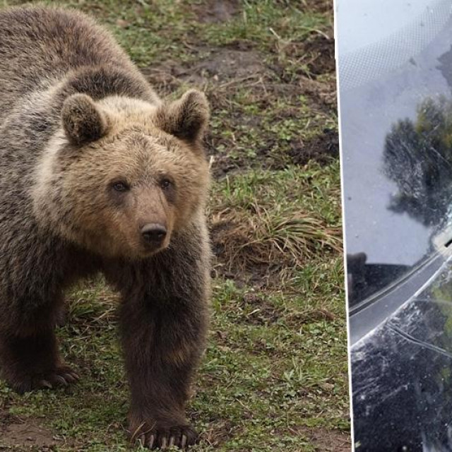 Arhivska fotografija medvjeda; Šteta na automobilu nakon napada medvjeda