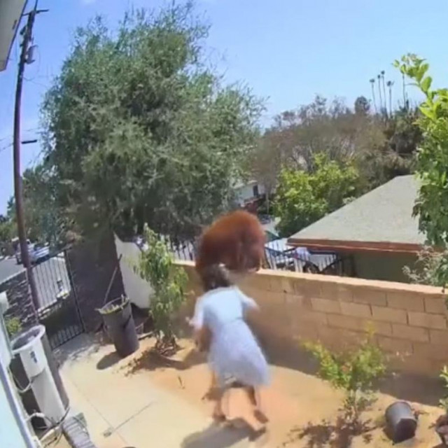 Djevojka trči prema medvjedu