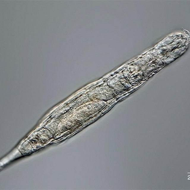 Višestanični organizam koji je odmrznut i oživio nakon 24 tisuće godina