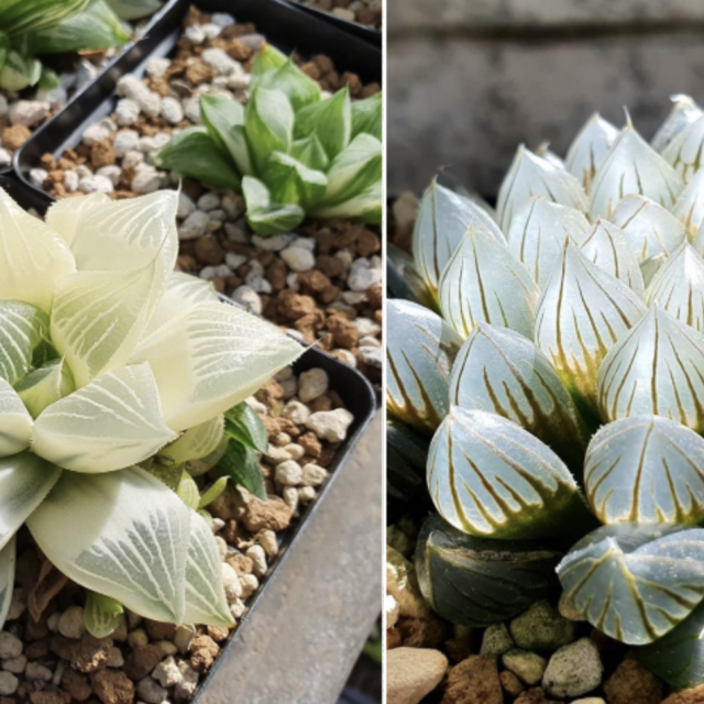 Instagram @livingdesertplants