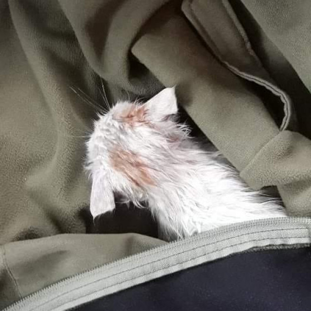 Maca nakon što ju je Dražen spasio