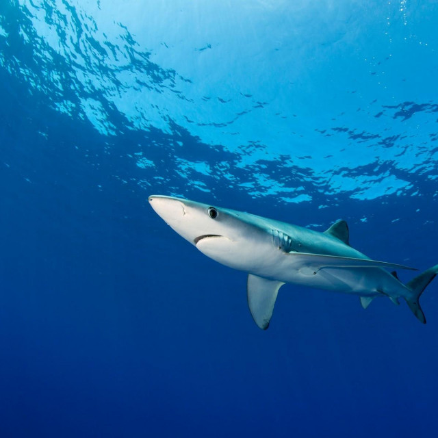 Ilustracija, morski pas modrulj