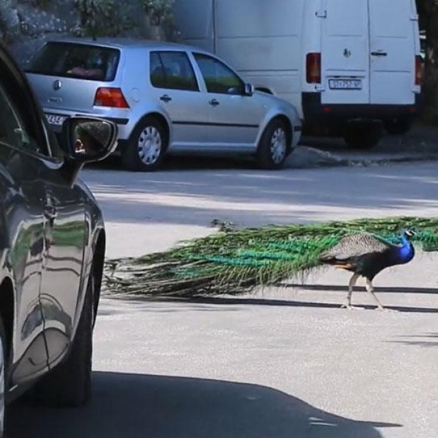 Paunovi oko tvrđave Gripe