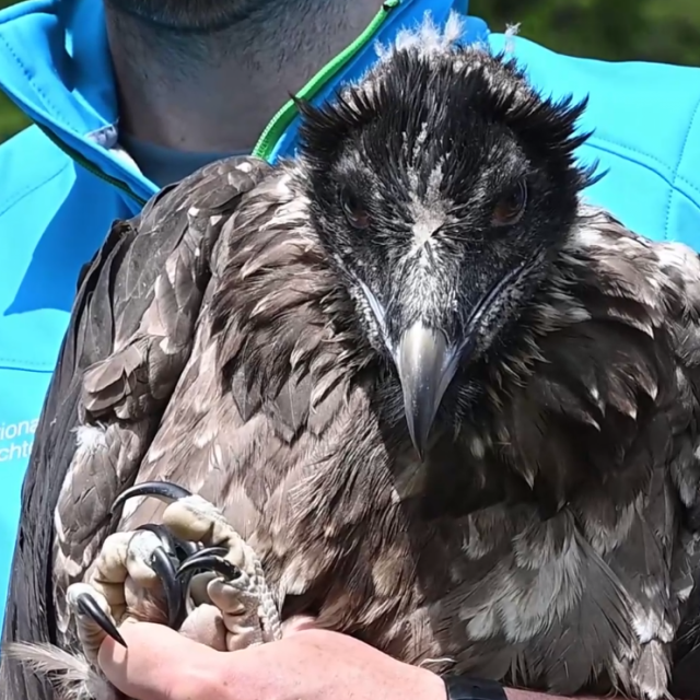 Jedna od dvije kostoberine u rukama timaritelja čeka puštanje u prirodu