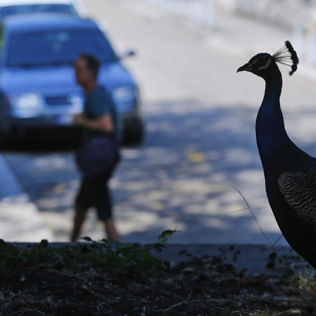 Paunovi oko tvrđave Gripe
