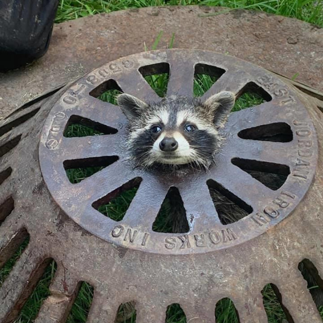 Rakun koji je zaglavio