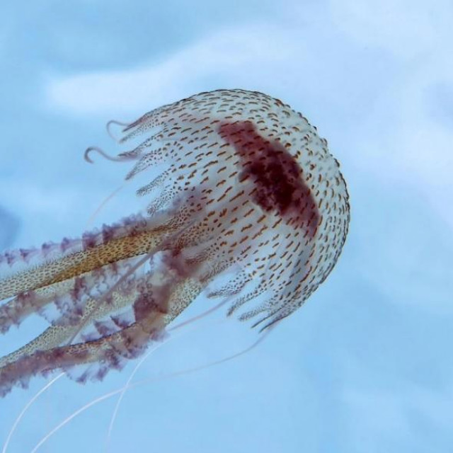 Meduza morska mjesečina