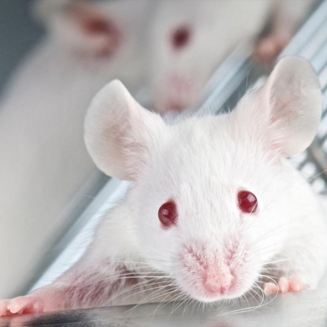 Laboratorijski miš