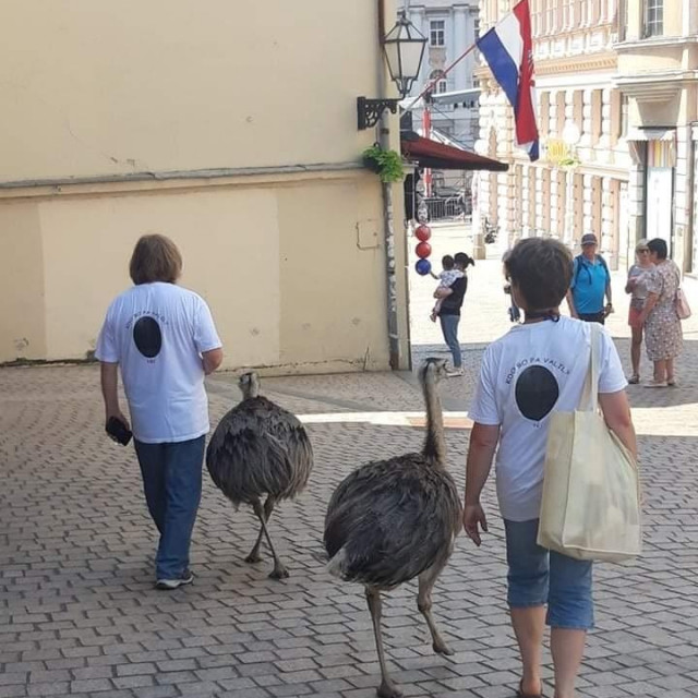 Dva emua u šetnji Zagrebom