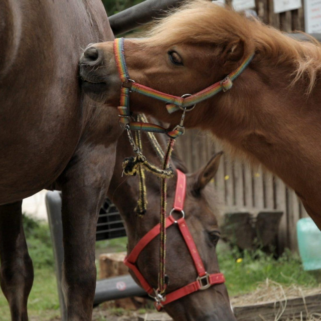 Fala, udruga za terapijsko i rekreativno jahanje, na Kustošijanskoj kod broja 373.