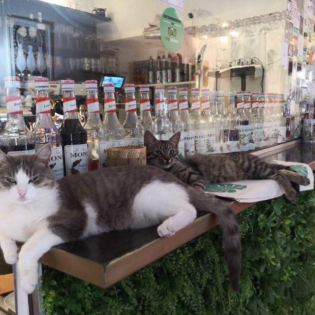 Cat caffe Zagreb, jedini mačji kafić u Hrvatskoj
