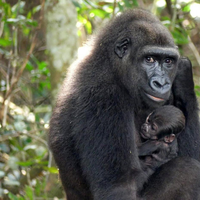 Mayombé i njeno maleno