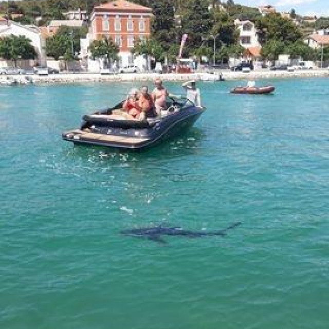 Morski pas viđen je kod Tisnog