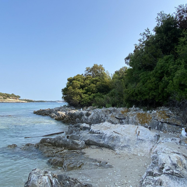Plaža galebova na otočiću Veli Škoj