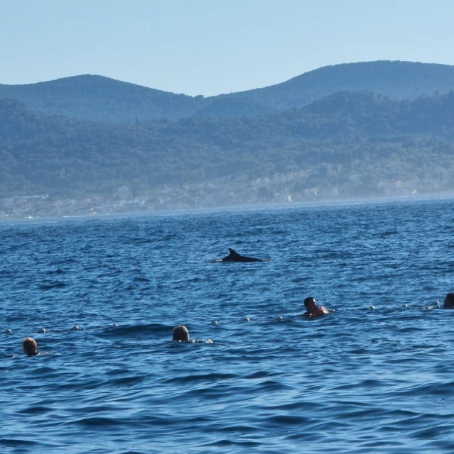Dupin na plaži Kolovare u Zadru