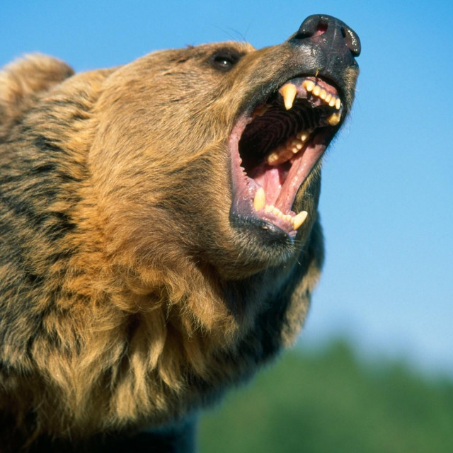 Ilustracija, grizli medvjed