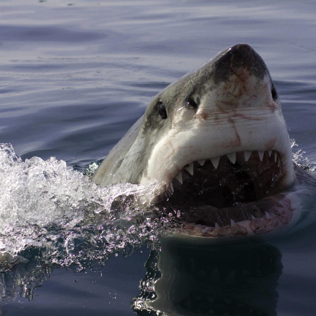 Snimatelj je velike bijele psine proučavao u Južnoafričkoj Republici