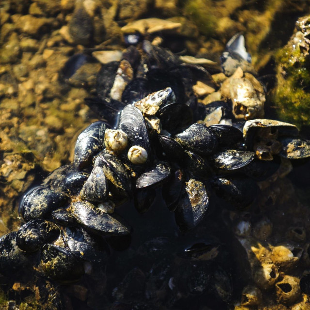 Dagnje (ilustrativna fotografija)