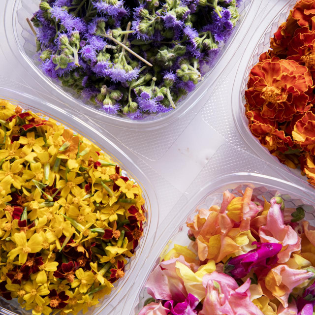 Upotreba jestivog cvijeća bila je poznata starim Grcima i Rimljanima, a koristili su ga i Azetci. U srednjem vijeku žene su od njega pripravljale tinkture, ali su bile prozivane vješticama. Neke su, nažalost, i stradale