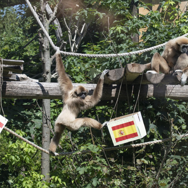 Obitelj gibona u Zoološkom vrtu u Zagrebu