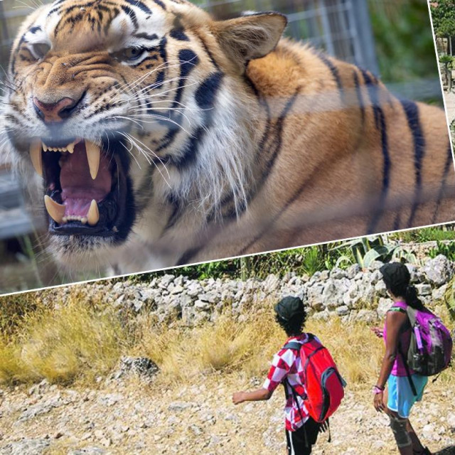 Tigar i privatni ZOO na Hvaru