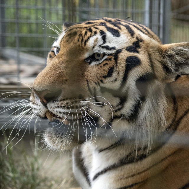 Tigar koji je dovezen s Hvara smjesten je kod Zlatka Budina koji vec ima dva tigra.
 