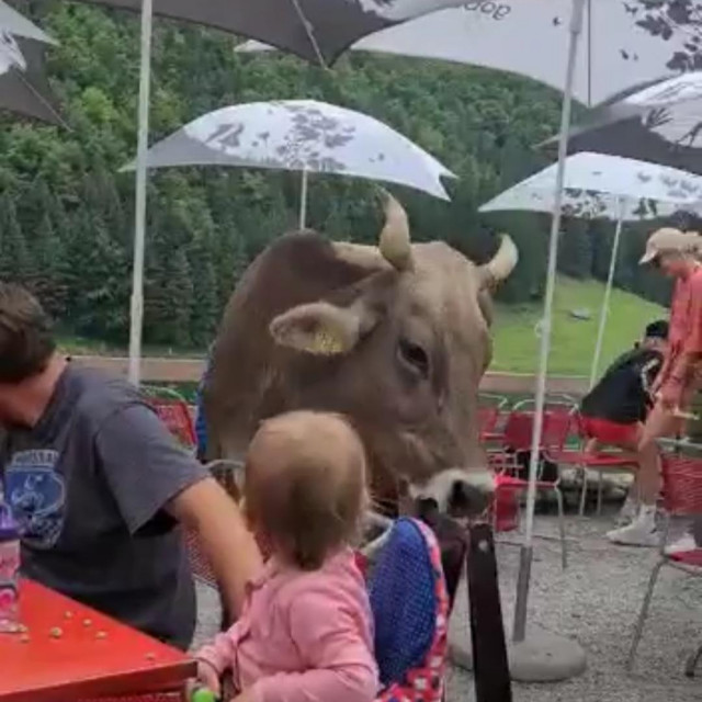 Krava u restoranu