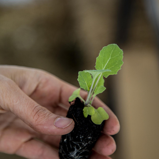 Presadnica za sadnju