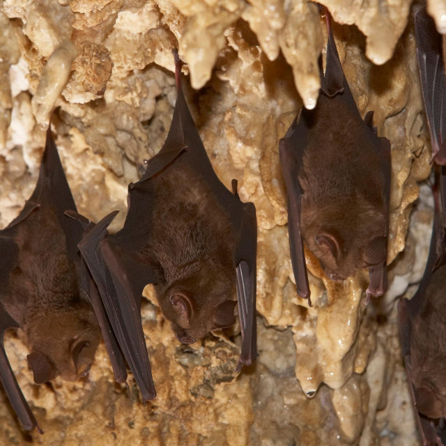 Ilustracija/Šišmiši