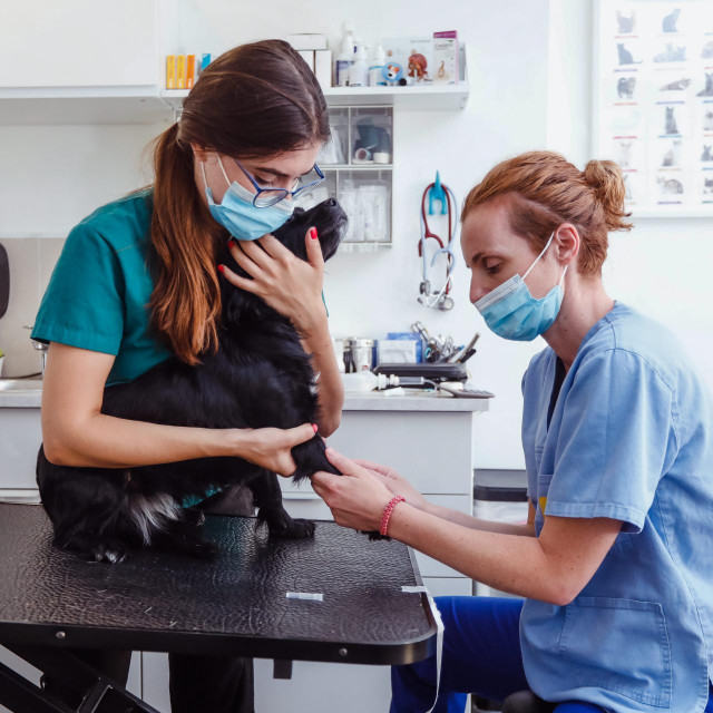 Vanja Kusić vadi krv psu