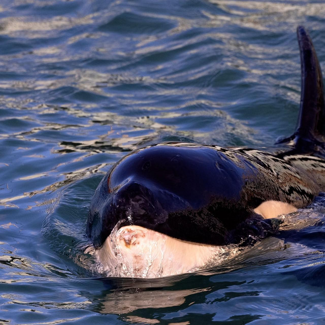 Mladunac kita ubojice, Toa