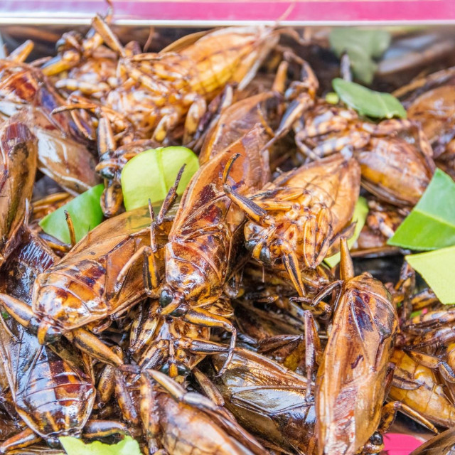 Ilustracija, prženi kukci