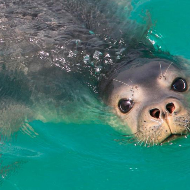 Sredozemna medvjedica; ilustracija