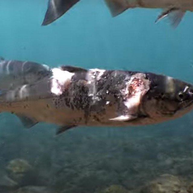 Lososi iz pritoka rijeke Columbia