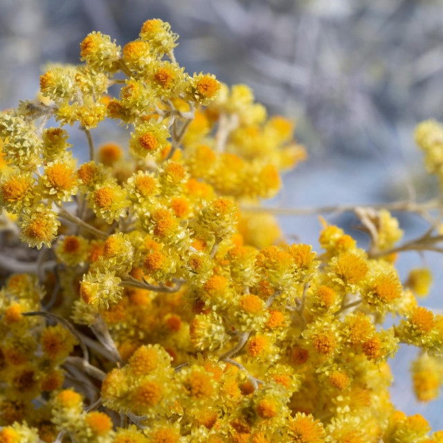 Na francuskom smilje je “immortelle”, besmrtno, na engleskom “everlasting”, vječno, jer žutu boju zadržava dugo nakon branja